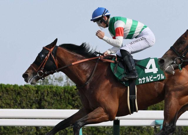 ユニコーンS覇者カナルビーグル　6・11東京ダービーを視野　今春開業の佐藤悠厩舎がJpn1参戦へ