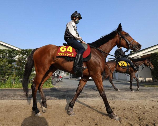 【オークス】パラディレーヌ上積み!今年47勝の丹内と新タッグで挑む