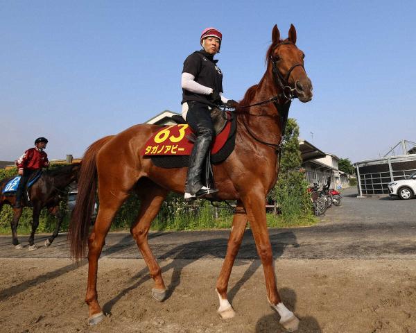 【オークス】タガノアビー　長くいい脚強み　陣営「タフな馬」