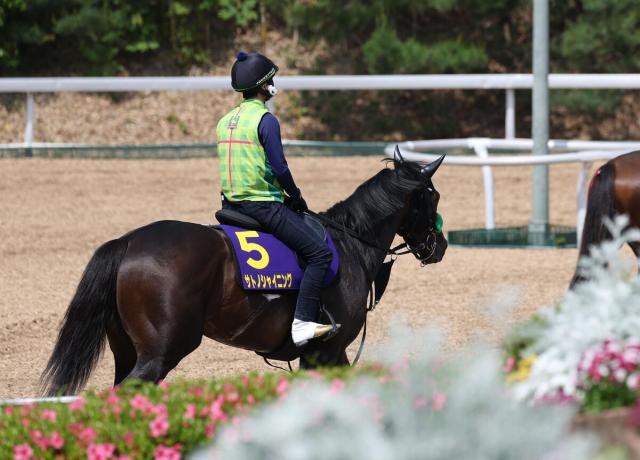 【日本ダービー・1週前】武豊騎手がサトノシャイニングと初コンタクト　CWコースで80秒4　「さすがにいい馬」