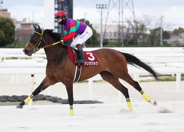 【古馬・注目馬動向】エンプレス杯を制したテンカジョウは帝王賞で牡馬に挑戦　エンペラーワケアはさきたま杯へ