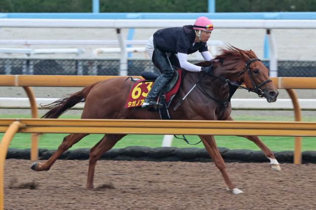 【オークス】タガノアビー　中2週も疲れ感じさせず　千田師「努力の子だから競馬に行けば…」