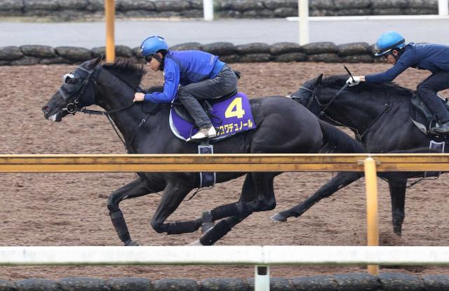 【ダービー1週前追い】クロワデュノール　3頭併せで貫禄　北村友「イメージした通りの動き」