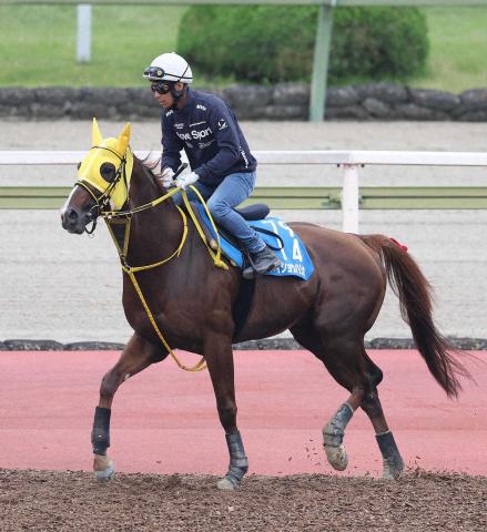【平安S】メイショウハリオ　馬なり首差先着　岡田師「ちょうどいい感じ」
