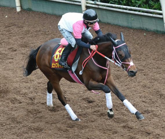 【オークス】ビップデイジー　坂路加速でスムーズ　馬具を工夫して臨む