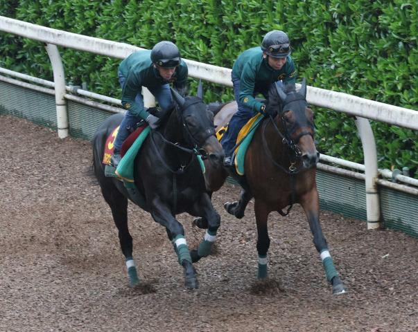 【オークス】アルマヴェローチェ　良化歴然　桜からの逆襲へ　上村師「状態に不安なし」