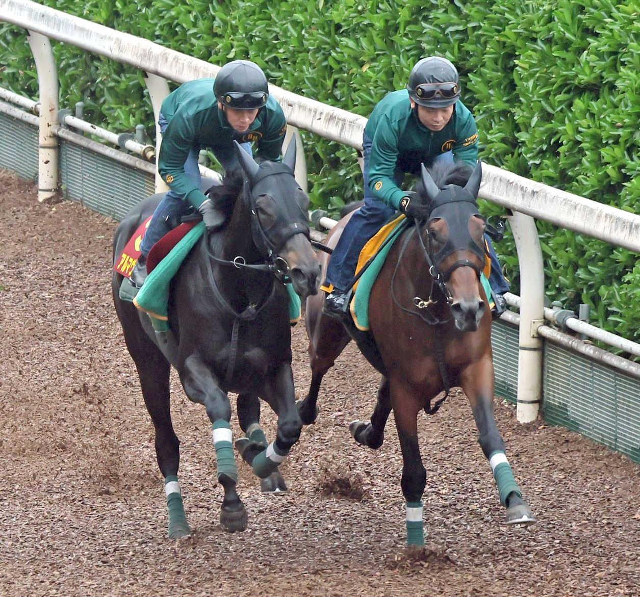 【オークス】アルマヴェローチェ　逆襲へ脚取り軽快　上村師「不安一切ない」距離延長も問題なし
