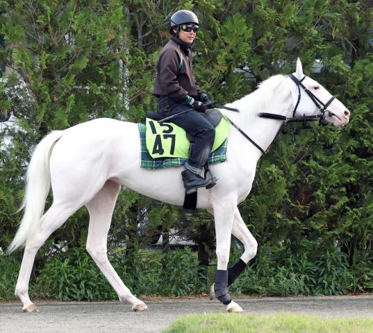 ソダシの妹で白毛馬のマルガがゲート試験合格　須貝調教師「乗り味はすごくいい」
