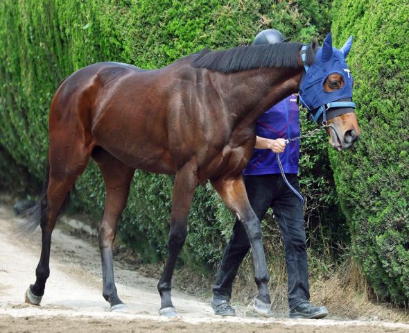 【オークス】ブラウンラチェットは昨年Vのチェルヴィニアと同じ6枠12番　陣営「偶数は特にいい」