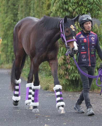 【オークス】桜花賞3着のリンクスティップは雨予報を歓迎　陣営「悪い馬場でも走れる」