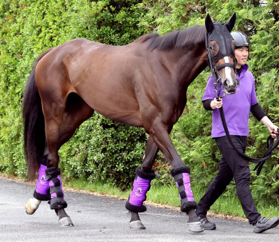 【オークス】カムニャックは思惑通りの馬体回復　友道調教師「前走時に比べると、張りが出てきた」