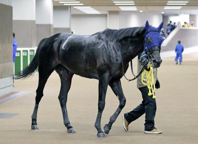 24年の阪神ジャンプSの覇者サペラヴィが競走馬登録を抹消　今後は乗馬になる予定