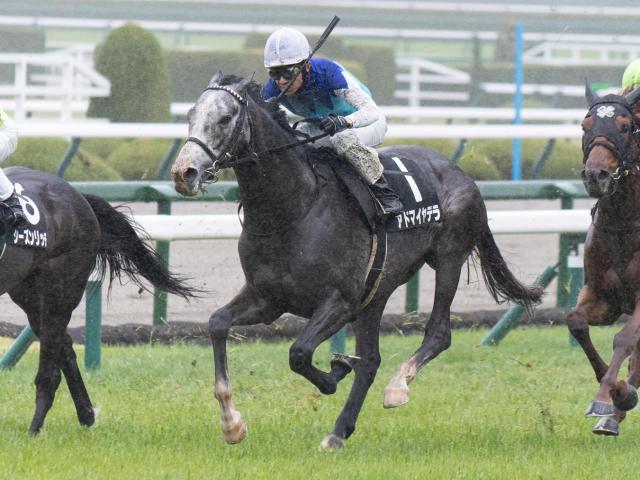 【目黒記念想定馬・騎手】アドマイヤテラ、スティンガーグラスなど20頭