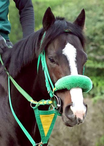 【平安S】ブライアンセンスはマーチSに続く重賞連勝ならず9着　直線伸びず