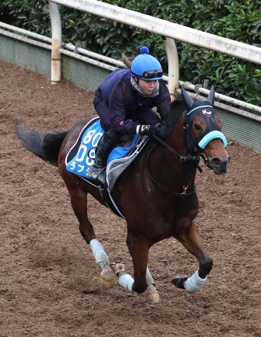 ダート重賞5勝の9歳馬ラプタスが引退…馬事公苑で乗馬に