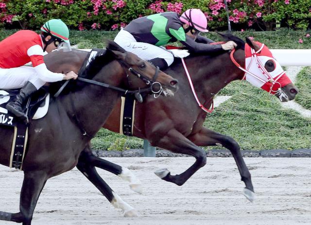 【東京11R・欅S】断然人気のビダーヤが4連勝でオープン初V　レーン騎手「馬がやることを分かっていた」