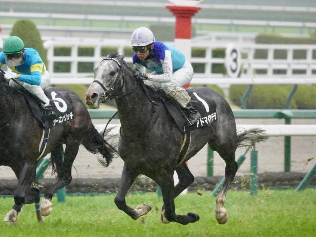 【目黒記念】アドマイヤテラ、スティンガーグラスらが登録