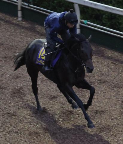 【日本ダービー】皐月賞馬ミュージアムマイルは2冠へ視界良好の日曜追い　陣営「今のところ言うことがない」