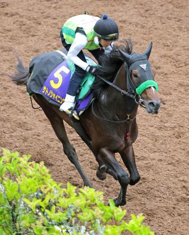 【日本ダービー】皐月賞5着サトノシャイニングは折り合いがカギ　杉山晴調教師「そこをクリアできれば」