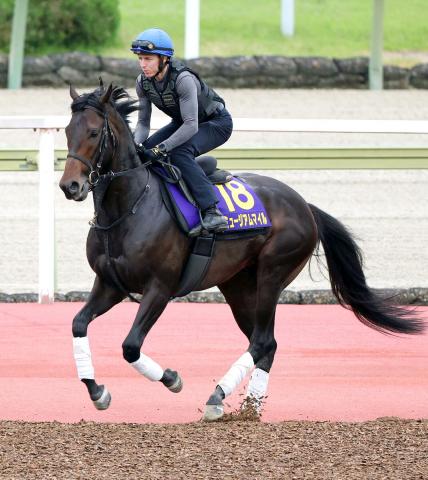 【日本ダービー】ミュージアムマイル、20年コントレイル以来の2冠へ　高柳大師「いい状態。おのずといい結果に」
