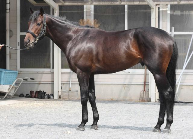 【日本ダービー】ミュージアムマイル94点　古馬級の落ち着き肩とトモに豊富な筋肉