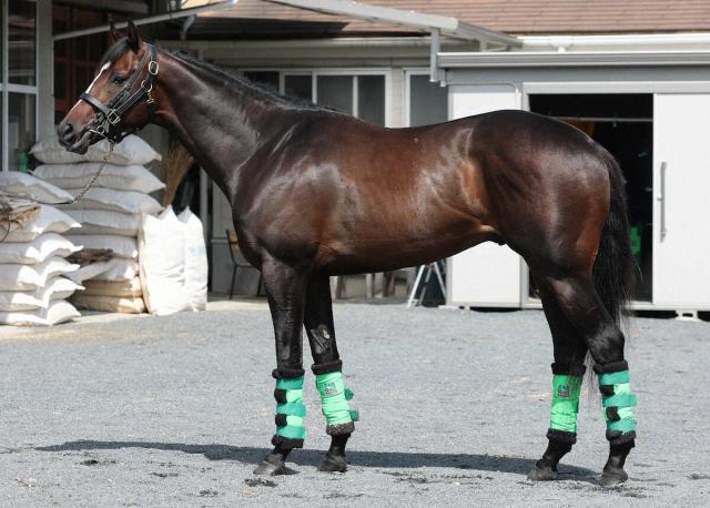 【日本ダービー】サトノシャイニング89点　疲れのたまりづらい柔軟な筋肉　長距離は歓迎