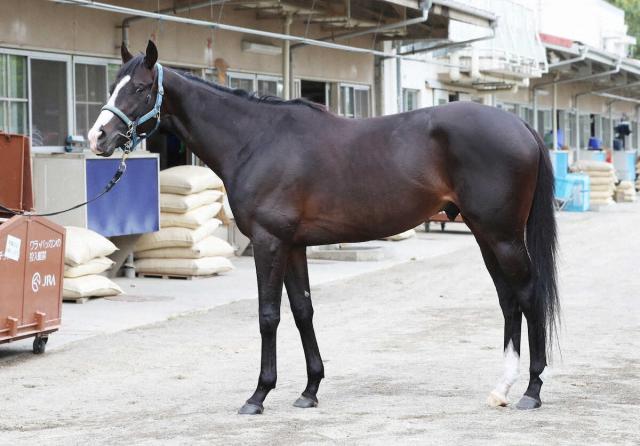 【日本ダービー】マスカレードボール89点　母父譲りのしなやかな馬体