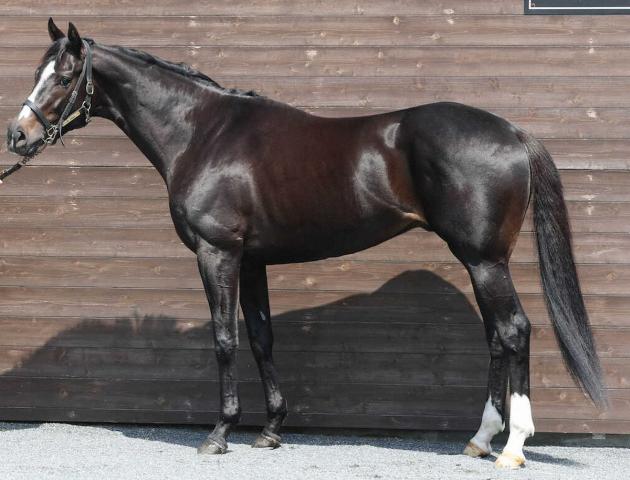 【日本ダービー】リラエンブレム87点　首差しの美しい胴長体形