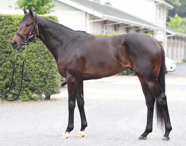 【日本ダービー】ショウヘイ95点　見せるためでなく機能性高い筋肉　顔つきにも好感