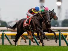日本ダービーに出走予定のクロワデュノール(撮影：下野雄規)