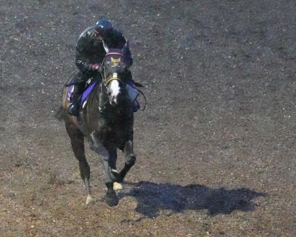 【日本ダービー】ニシノエージェント　大一番へ調整順調　陣営「出られるだけでも凄いこと」
