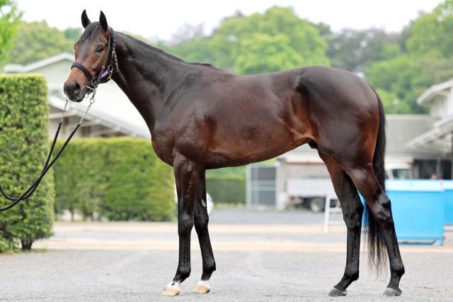 【日本ダービー】「活躍されていますからね」ショウヘイで初参戦の石川達絵オーナーが馬名の由来明かす
