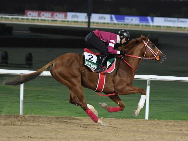 シンエンペラーは愛チャンピオンＳを選択肢の一つに　最大目標はジャパンＣ