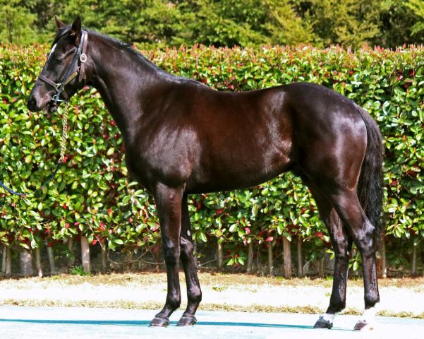 【POG】コントレイル産駒の牡馬カモンレイルは新馬戦開幕初日のデビューを見送り放牧へ