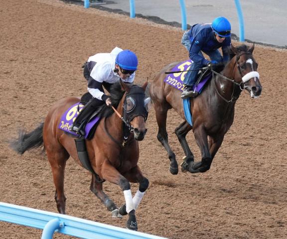 【安田記念1週前追い】豪華併せも対照的　ブレイディヴェーグ好感触&シックスペンスまだ太め