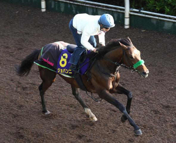 【日本ダービー】ジョバンニ　調和が取れた走り　杉山晴師は満足げ「いい状態で臨める」