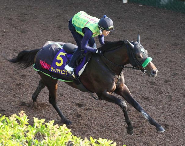 【日本ダービー】サトノシャイニング　坂路で上がり重点11秒9「状態は上がってきた」