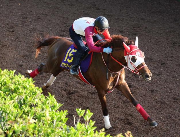 【日本ダービー】ホウオウアートマン　坂路で活気十分!!　矢作師「雨の影響が残ってくれれば」