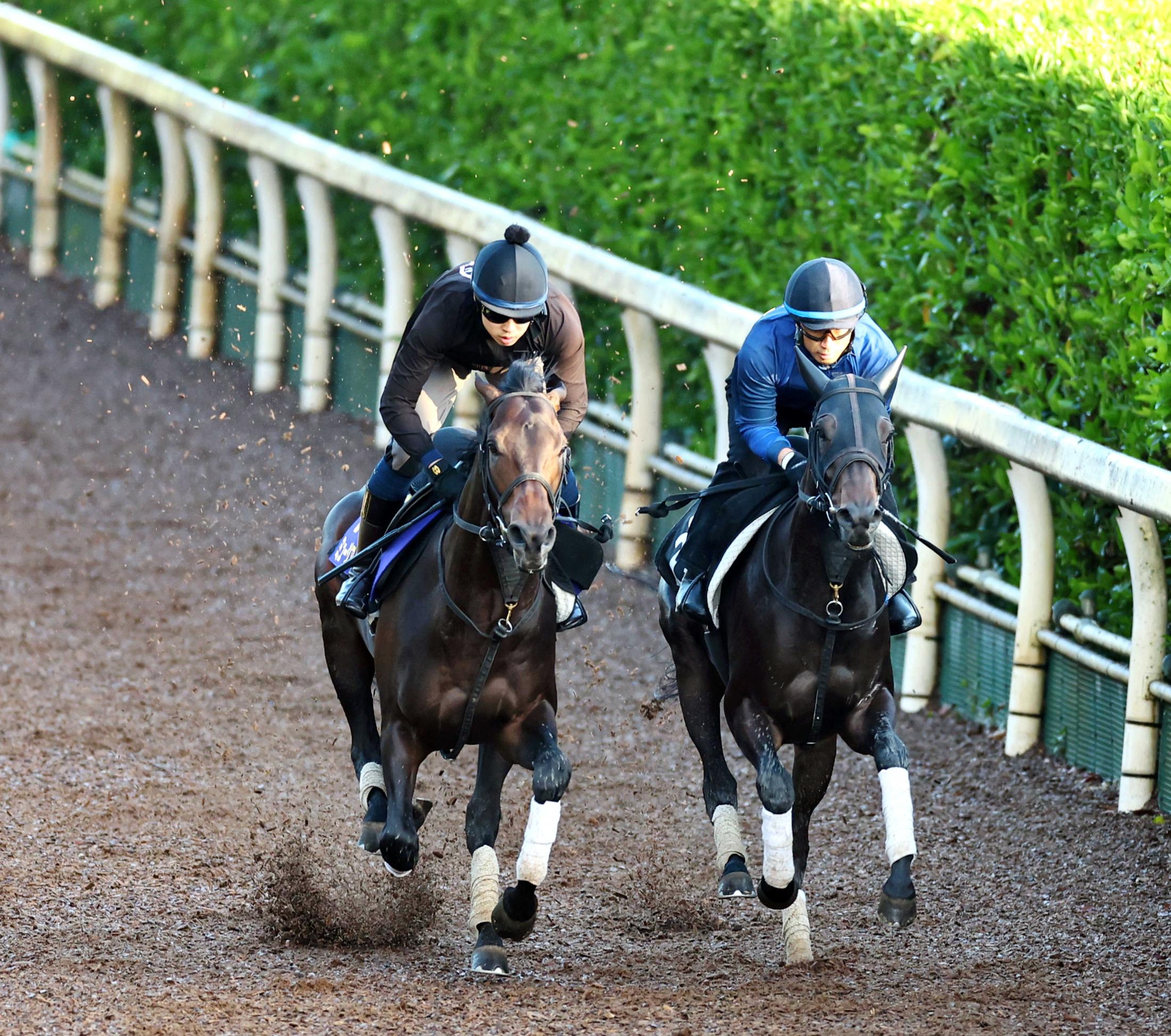 【日本ダービー】ミュージアムマイル万全２冠デモ　栗東坂路を馬なり手応え抜群　高柳大師不安なし、府中１２Ｆも「大丈夫」