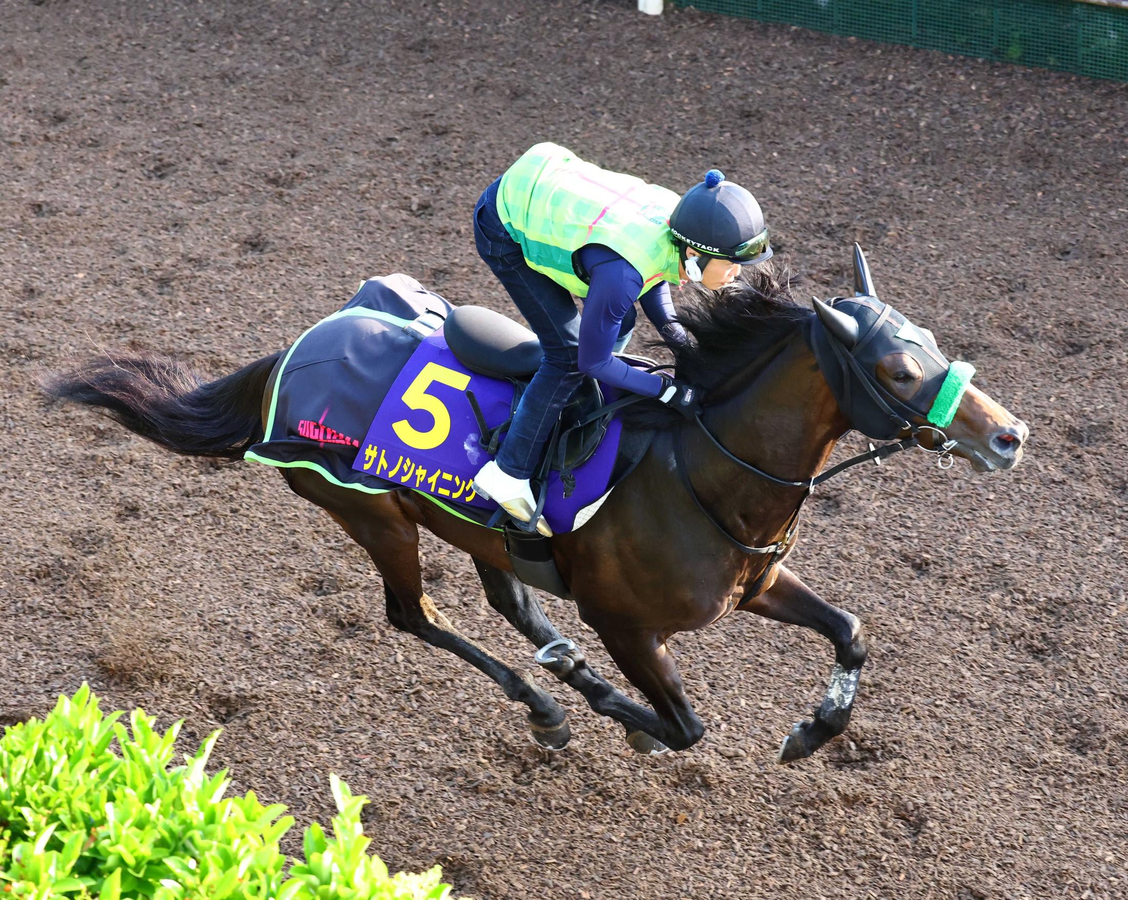 【日本ダービー】サトノシャイニング　力強さを前面に動きキビキビ　杉山晴師「状態はいい」好ジャッジ