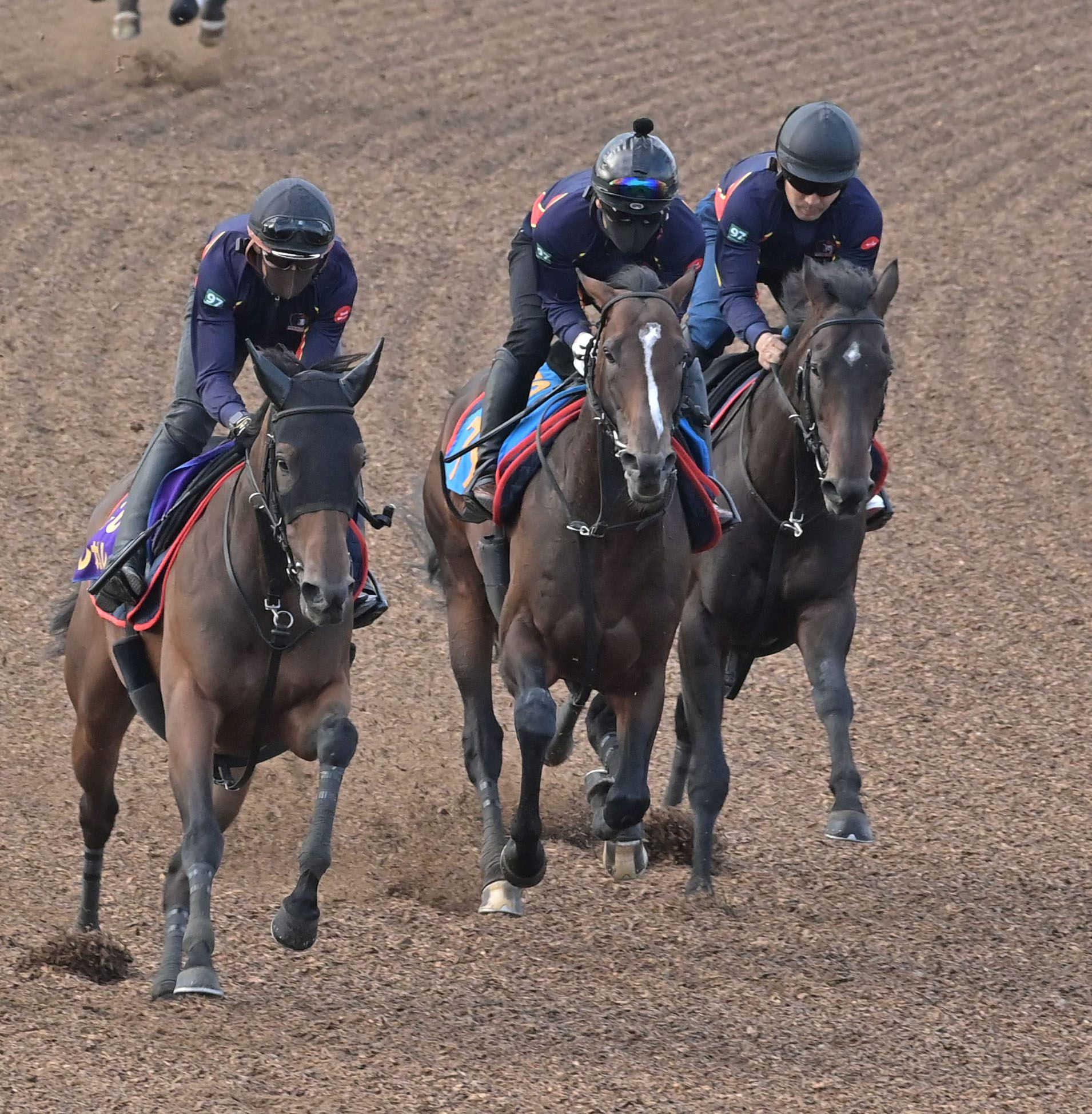 【目黒記念】スティンガーグラス　良好　馬なりのまま僚馬併入　太田助手「持っているものは確か」