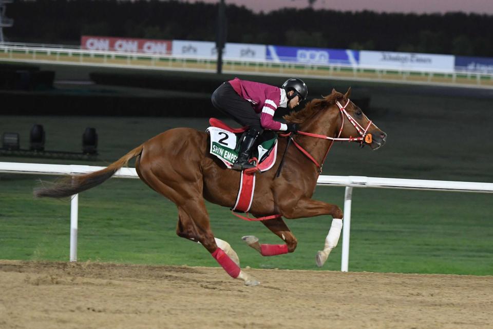 シンエンペラー　愛チャンピオンＳで始動も　最大目標はジャパンＣ　矢作師「思ったよりも回復している」
