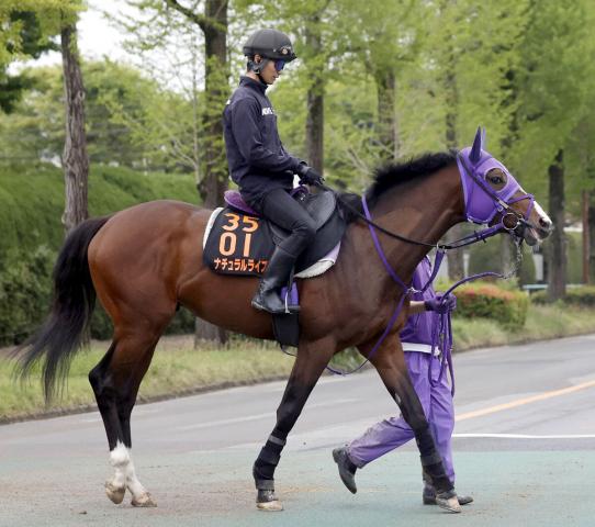 【東京ダービー1週前】ナチュラルライズはダート2冠制覇へ軽快　横山武史騎手「折り合いがついたのが何より」