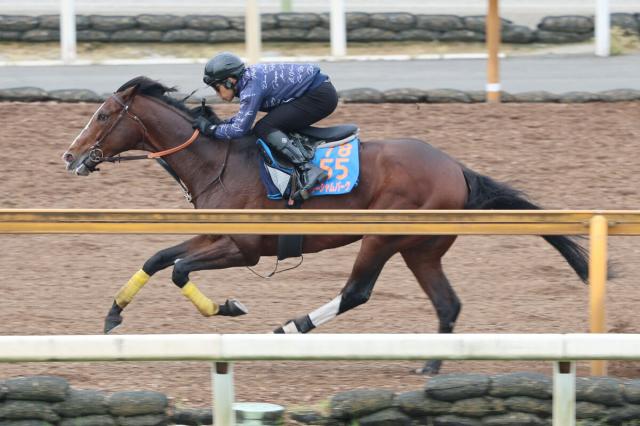 【宝塚記念2週前】栗東滞在ローシャムパークがCWコースで意欲的な追い切り　陣営「しっかり乗り込んでいきたい」