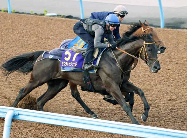 【安田記念1週前】2年ぶりにレーン騎手を背にサクラトゥジュールが軽快デモ　「フットワークを含めて順調」