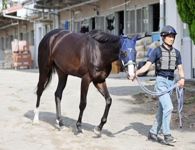 【日本ダービー】皐月賞3着から逆転狙うマスカレードボール7枠17番　陣営「世界知る坂井ジョッキーにお任せ」