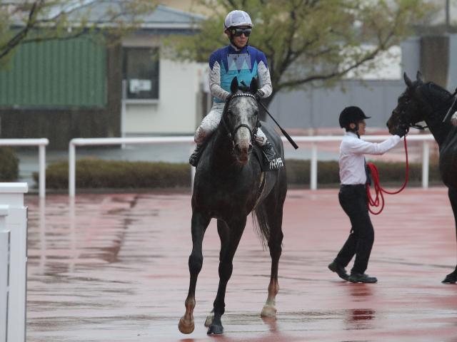 【目黒記念出走馬・騎手確定】アドマイヤテラ＆武豊騎手、スティンガーグラス＆C.ルメール騎手など18頭