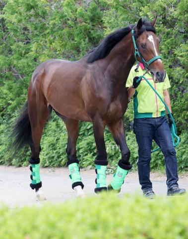 【日本ダービー】皐月賞4着のジョバンニは5枠9番　陣営「前に馬を置いて運べれば」