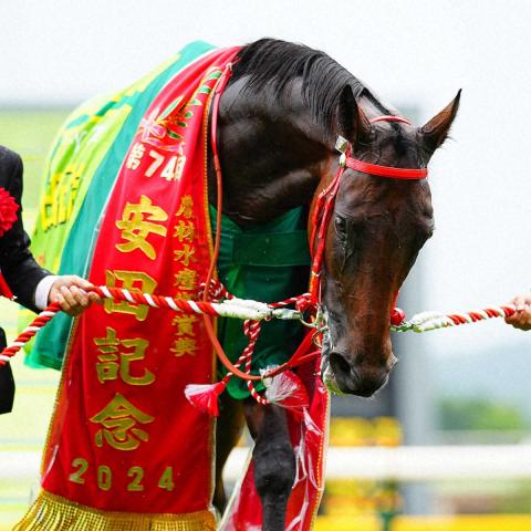 左前脚を傷めた香港の雄ロマンチックウォリアーが手術…無事終了　負傷箇所をネジで固定