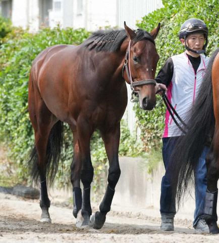 【日本ダービー】(6)ファンダム　内枠歓迎ムード　辻師「いつもの様子で来られた」